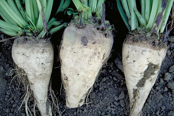 Sugar beets. (Photo courtesy ARS/USDA)
