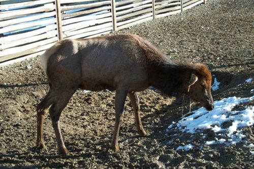 Signs of CWD, as shown by this elk, include progressive weight loss, reluctance to move, excessive salivation, droopy ears, increased drinking and urinating and lethargy. (Wyoming Game and Fish Department photo, WGFD.wyo.gov)
