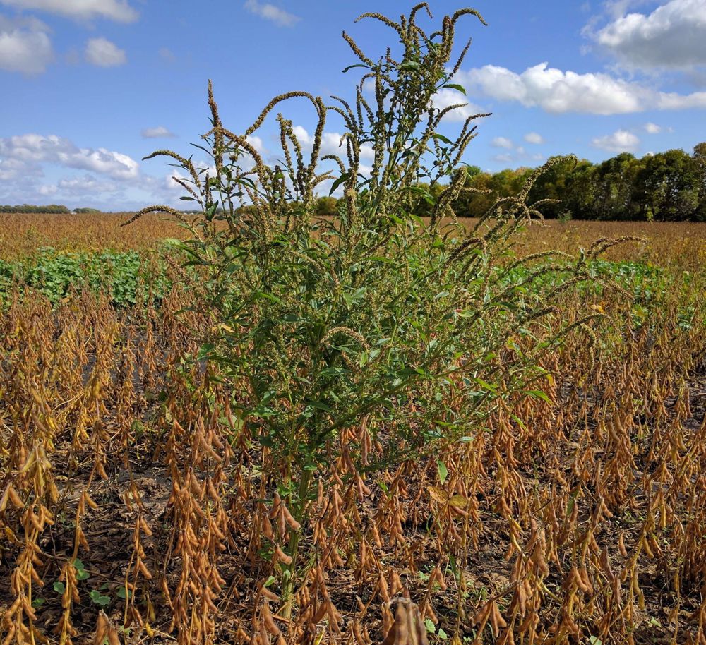 Waterhemp is a concern not only because it’s a new weed for Manitoba, but because in places in Ontario and the U.S., it’s often resistant to glyphosate, Group 2 herbicides or both. (Tone Ag Consulting photo)
