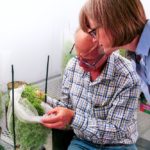 Crop scientists Kirstin Bett and Bert Vandenberg examine lentil plants. Photo: Derek Wright for the University of Saskatchewan