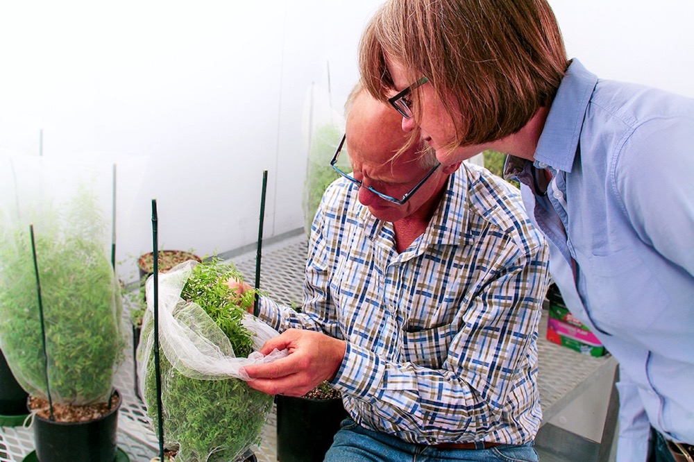 Crop scientists Kirstin Bett and Bert Vandenberg examine lentil plants.  Photo: Derek Wright for the University of Saskatchewan
