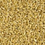 Durum wheat. (Gipsa.usda.gov)