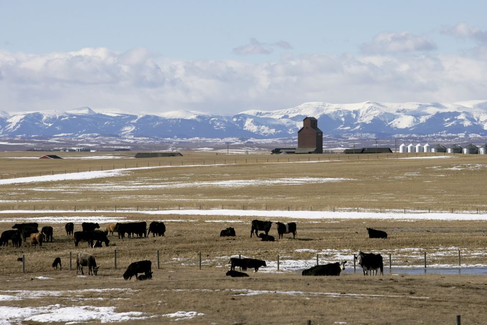 (Photo courtesy Canada Beef Inc.)

