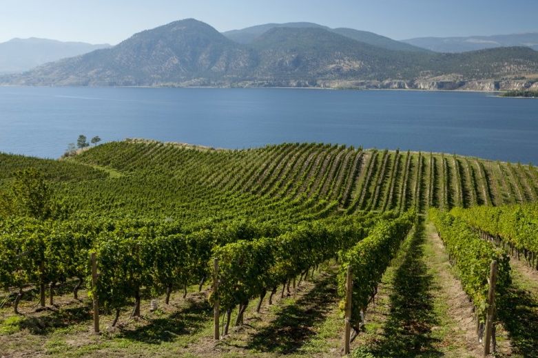 A vineyard in British Columbia’s Okanagan Valley. (British Columbia Wine Institute photo)
