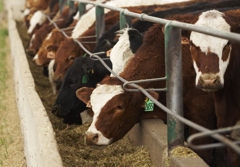 Klassen Stronger fed cattle prices jolt feeder market Alberta Farmer