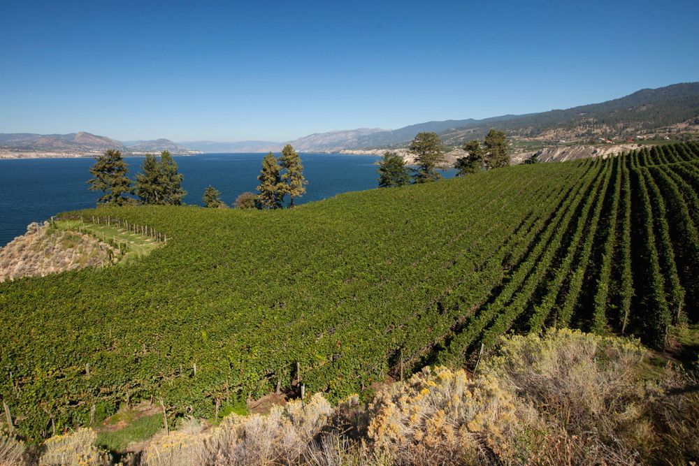 (WineBC.org)
