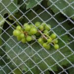 Southern Ontario wine grapes on the vine. (Dave Bedard photo)