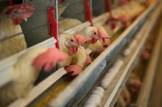 The IBV outbreak in Canada in 2016 and 2017 first affected layers, whereas it affected broilers first in the U.S. (Photo courtesy Poultry Industry Council)
