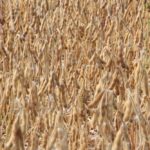 Ripe soybeans near Morden, Man. on Sept. 14, 2017. (Allan Dawson photo)