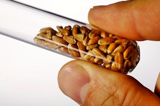 The CFIA says no GM wheat has been found in Canada’s commercial wheat system. Photo: iStock
