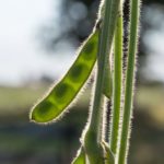 (Photo courtesy United Soybean Board)