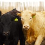 Photo: Canada Beef Inc.