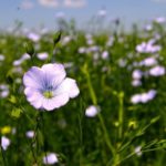 Flax prices pressured