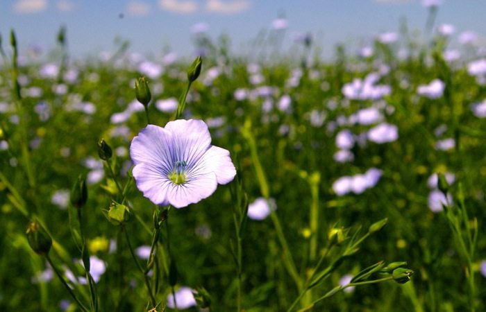 Flax prices pressured