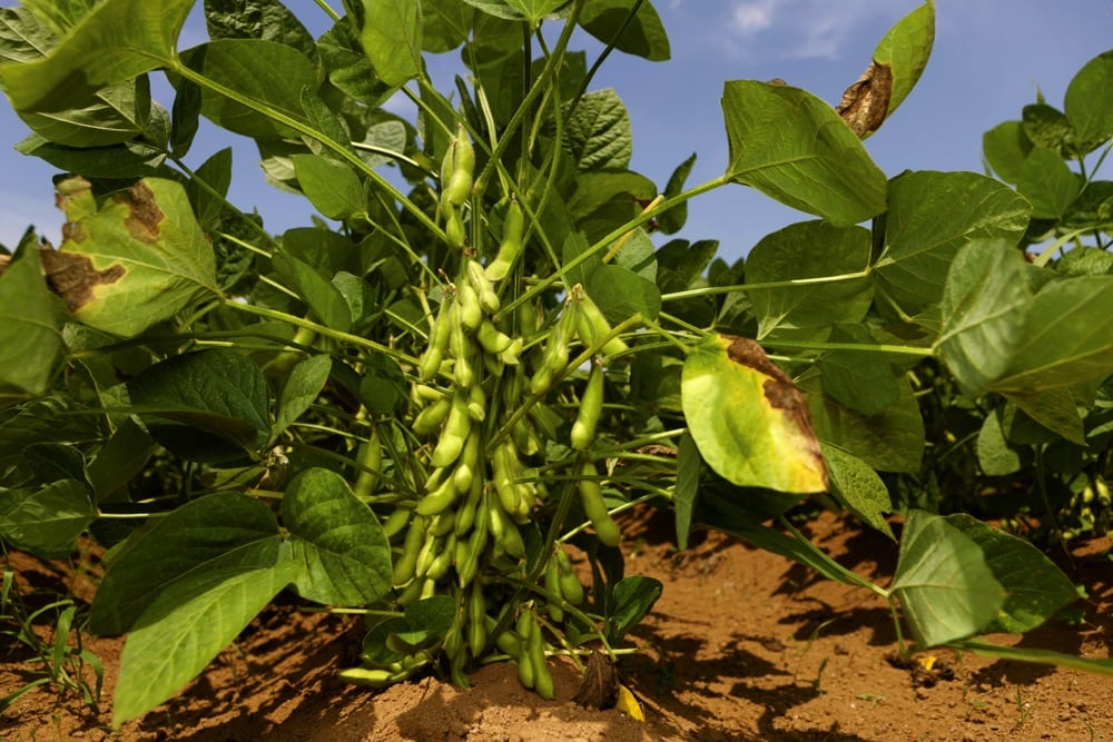 China will be looking to other markets to fill its annual shortfall of 90 million tonnes of soybeans, a third of which the U.S. had traditionally supplied.  Photo: Thinkstock
