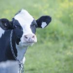 A Holstein heifer on pasture in Quebec. (Lurin/iStock/Getty Images)