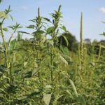 Palmer amaranth. (United Soybean Board photo)