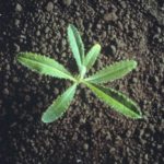 Canada thistle seedling. (Photo courtesy Canola Council of Canada)