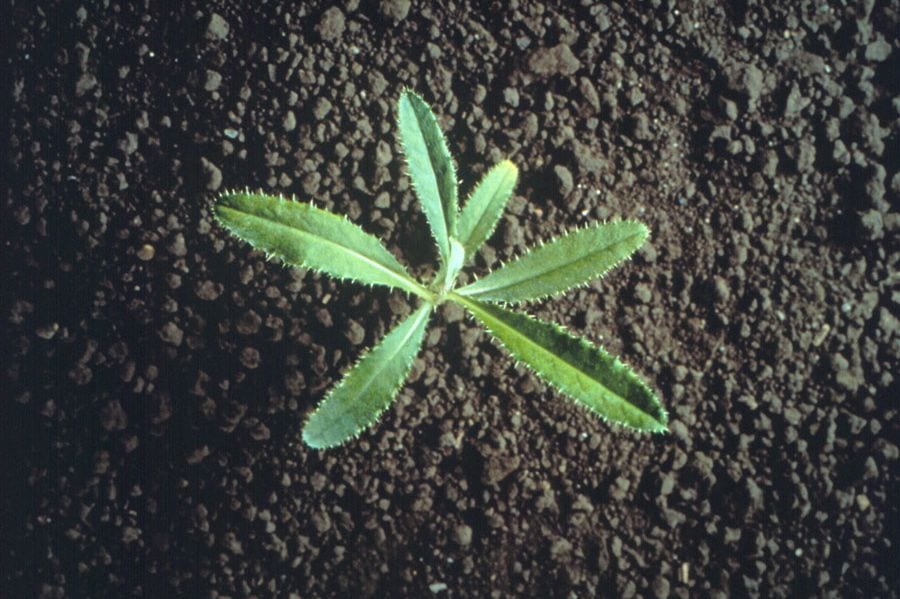 Canada thistle seedling. (Photo courtesy Canola Council of Canada)
