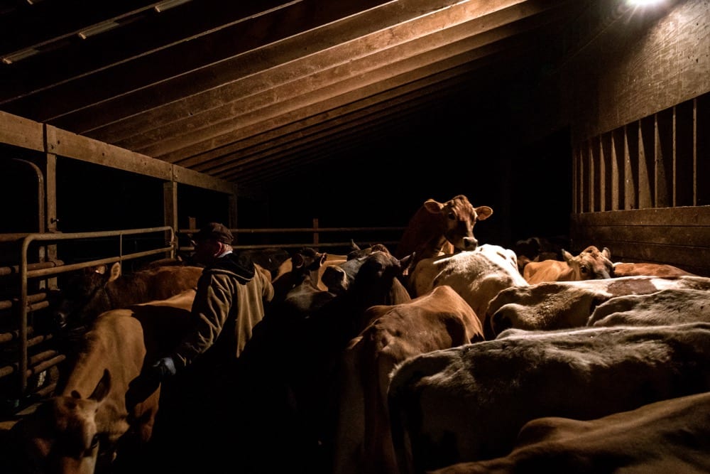 Scooter LaPrise, 53, herds his cows into the milking parlour for the morning milking at EMMA Acres dairy farm, in Exeter, Rhode Island, U.S., 7 April, 2018. Scooter shouts “Come on, Ladies!” as he directs his cows from their stalls into the milking parlour. Scooter with his wife has about 30 cows on one of eight remaining dairy farms in Rhode Island.
 Photo: Reuter/Oliver Doyle 
