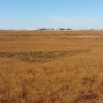 Though some later seeded flax saw some frost damage, oil content in this year’s flax crop is averaging between 42 and 45 per cent. Photo: File