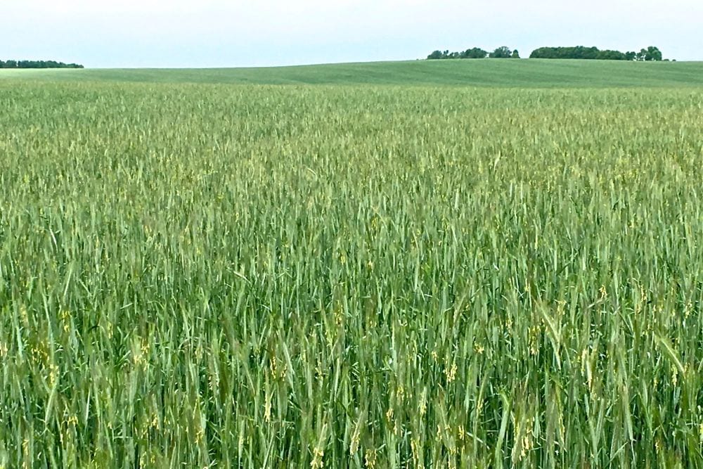 Fall rye flowering in south-central Manitoba. (Allan Dawson photo)
