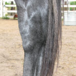Excessive fluid in the hock joints of a young horse such as this three-year-old filly, is an indication that the joint is experiencing developmental distress and is at a significantly higher risk to develop arthritis as the horse ages.