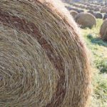 Feeding low-quality forage can cause all sorts of issues so it pays to have it tested, say experts.