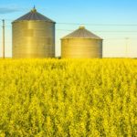 A working group is looking at opportunities to sell canola to new markets in light of China’s recent export ban on Canadian canola.
