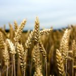 Wheat acres in Alberta for 2019 are expected to increase by 128,000 acres.