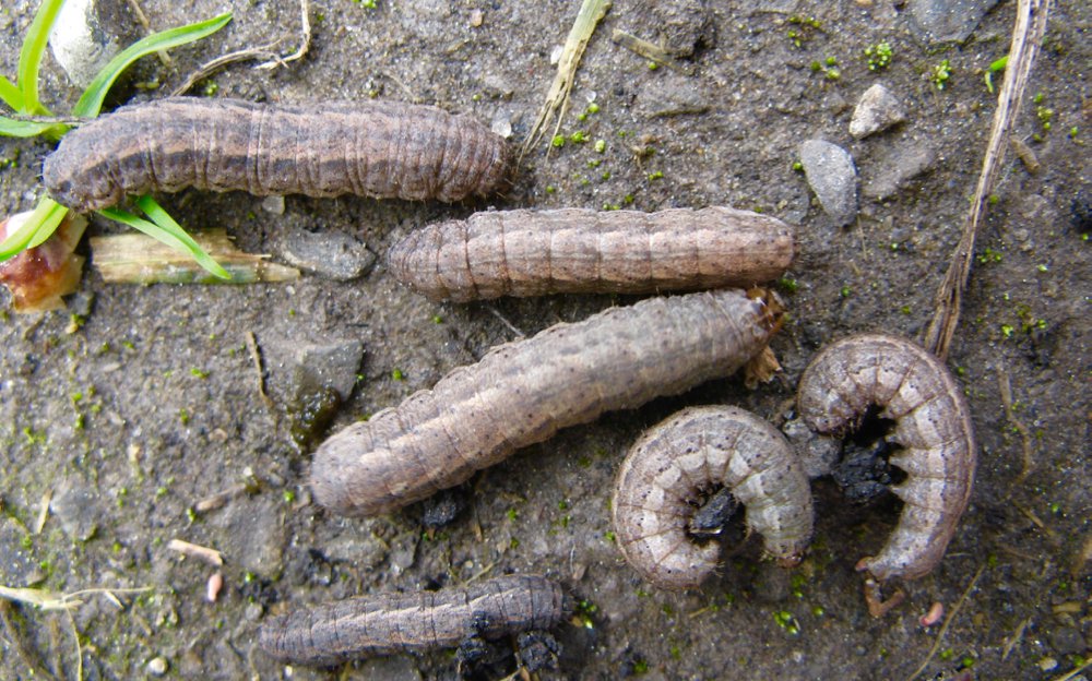 Five insect pests for Manitoba farmers to watch