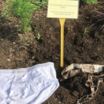 Burying a pair of cotton shorts in the soil is one way that soil enthusiasts can raise awareness about soil health.