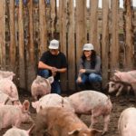 Chris and Jessica Fasoli have been raising pigs since 2015, and have gained a reputation for high-quality pork. They started with 70 pigs and currently have a herd of 1,600.