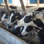 Some cattle products have withdrawal times as high as 60 days or even as high as 150 days.