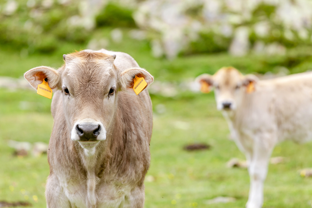 Cow calf on a summer pasture