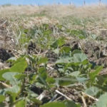 If you seed 20 plants per square foot, an average of 10 will emerge, says the Canola Council of Canada — a number that provides insurance in case frost, pests, and disease kill off a few more seedlings. But if conditions are good,
you could lower your seeding rate.