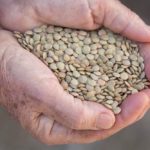 Green lentils. (Savany/iStock/Getty Images)