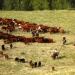 Canada’s safe beef production practices and high food standards allows us to stand behind our products’ quality attributes.