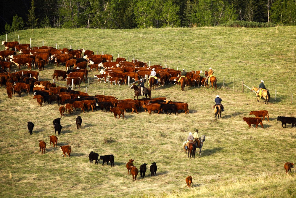 Canada’s safe beef production practices and high food standards allows us to stand behind our products’ quality attributes.