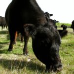 Bov-Innovation will offer a session on reducing drought impact through grazing and forage management.