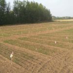 This photo was taken on May 27 just after 9 — but in the evening, not the morning — and nearly 90 minutes before sunset. Once harvested, the crops from these test plots at the Mackenzie Applied Research Association farm at Fort Vermilion will have their protein, starch, and oil content analyzed and compared to crops grown in southern Alberta. At 58 degrees of latitude, the sun rises 40 minutes earlier and sets an hour later at this time of year in Fort Vermilion compared to Lethbridge.