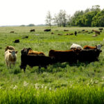 Beef web resource being preserved