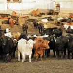 Even though prices have dropped, the prospects for Alberta’s feedlot sector remain high, say feeders.