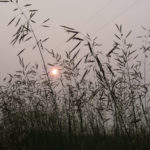 Smoke from wildfires can definitely delay plant growth but the precise effect on crops and pastures is largely unknown because very little research has been done.