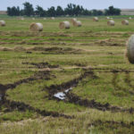 Muddy fields and pastures have been the norm in much
of the U.S. grain belt this year.