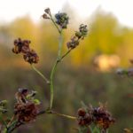 Plants that don't get enough moisture are usually stunted and set seed early.
