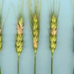 Producers should use fungicide when there is an elevated risk of FHB,