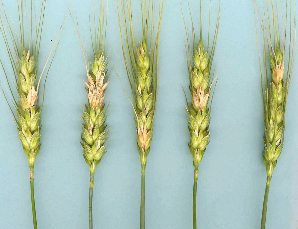 Producers should use fungicide when there is an elevated risk of FHB,