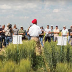 Only a small percentage of producers are able to attend research and advanced agronomy demos like this one. So Alberta Wheat and Alberta Barley have hired an extension agronomist to deliver research results back to farms in the province.