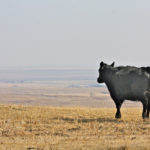 It’s shaping up to be another very tough year for pastures and hay production.